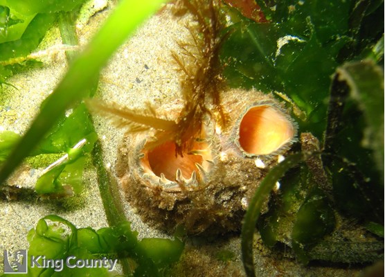 Photo of Tresus sp.